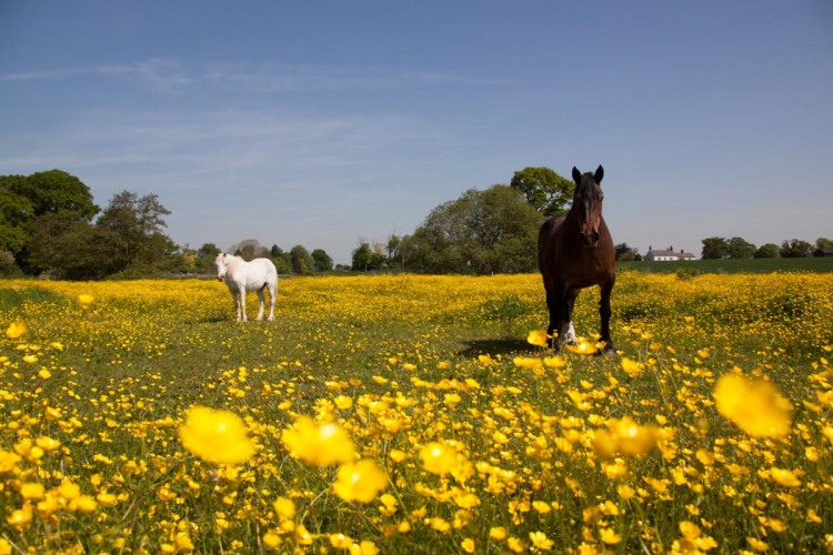 Picturesque early summer view of two horses in a Cheshire field.